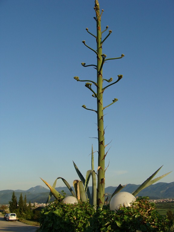Agava (4)
